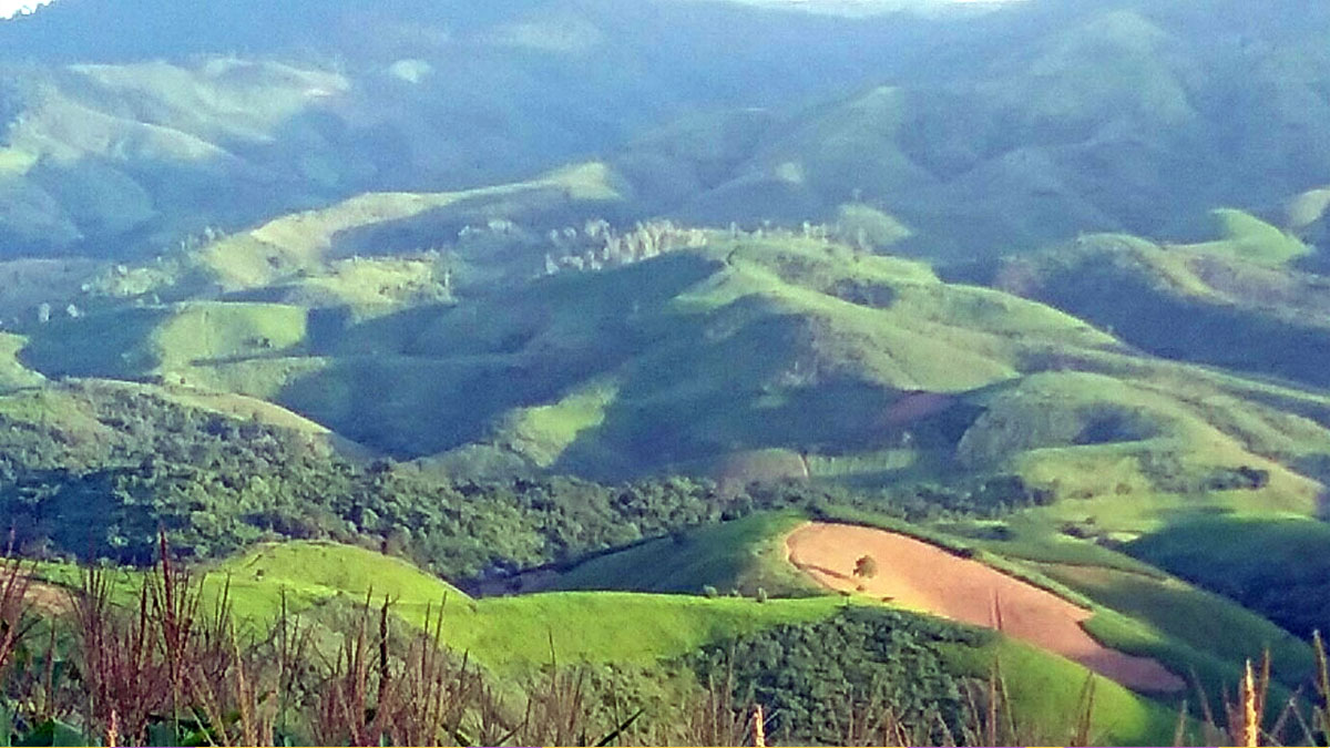 นโยบายทวงคืนผืนป่า