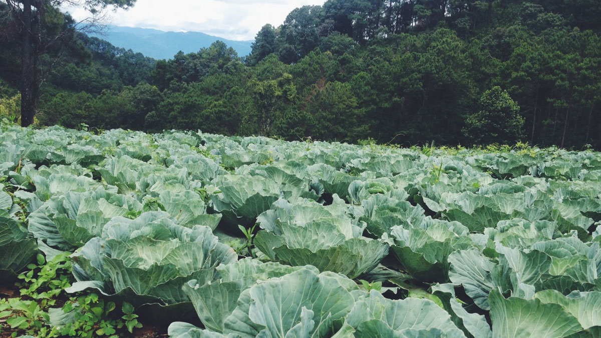 แม่สามแลบ